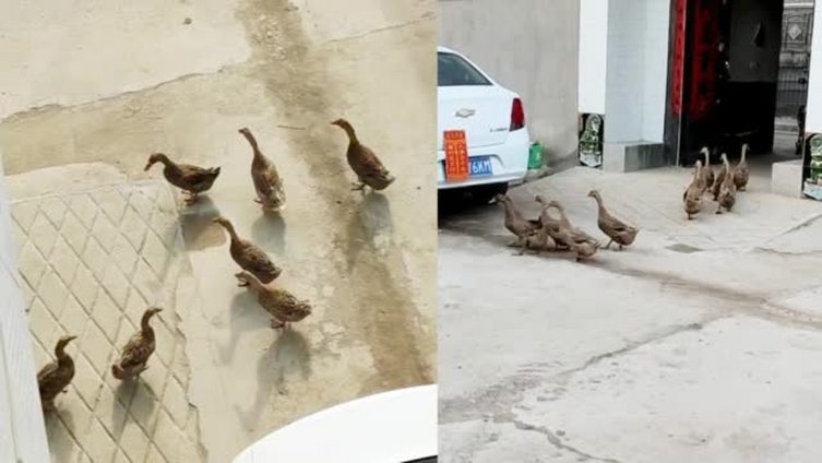 【是开心鸭!11只鸭鸭每天相约河边玩耍:早出互相等待 晚归依依不舍】近日,临沂网友小雷和邻